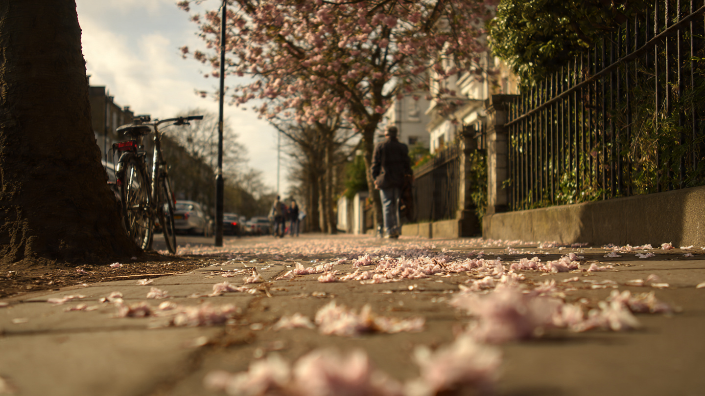 Low-angle spring street scene in London with cherry blossom petals on the pavement, showing peaceful walking routes and scenic things to do in London in spring, highlighting seasonal outdoor sightseeing and relaxed city exploration.