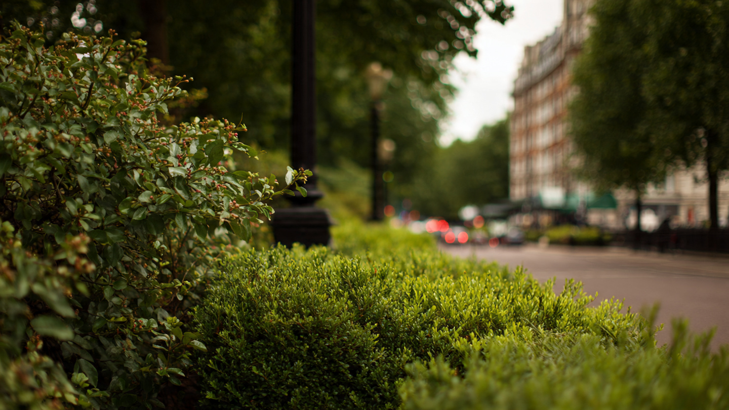 Green hedges and calm streets near Hyde Park creating a peaceful city atmosphere, reflecting relaxing things to do near Hyde Park and quiet walking experiences close to the park.